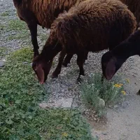 بره ماده
