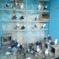 55عدد کفتر یکجا بفروش میرسد|پرنده|پیر بکران, |دیوار