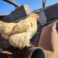 مرغ و خروس برهما|حیوانات مزرعه|رباط‌کریم, رباط‌کریم|دیوار