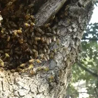 عسل کوره دار