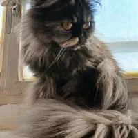 گربه نژاد اسکاتیش و پرشین|گربه|فردوس (خراسان), |دیوار