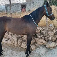 مادیان|اسب و تجهیزات اسبسواری|کارزان, |دیوار