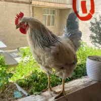 خروس رسمی گلپایگانی