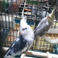 یک جفت عروس هلندی