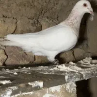 کبوتر کفتر
