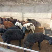17رس بره نره قزل افشار جفتی 90تا100کیلو فقد نقدهست