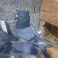 سبز دوخط آبادانی|پرنده|بندر ماهشهر, |دیوار