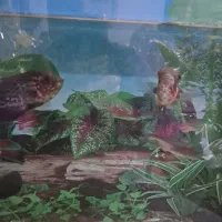 آکواریوم همراه ماهی سه عدد اسکار و کوسه|ماهی|ملایر, |دیوار