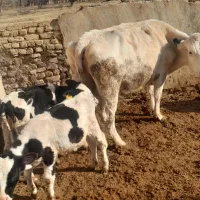 یه راس گاو سیمنتال با گوساله اش نر سیمین|حیوانات مزرعه|تاکستان, |دیوار