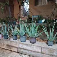 گل آلوورا|گل و گیاه طبیعی|تهران, خاوران|دیوار