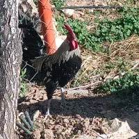 فروش مرغ و خروس محلی