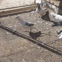 کفتر دم گیر و سینه ای|پرنده|خمینیشهر, |دیوار