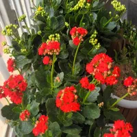 انواع گلهای خاص آپارتمانی