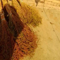 انواع  مدل مو