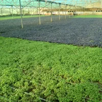 100هزارمترزمین باآب وگلخانه واستخر،خانه،تراکتورو