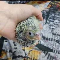 جوجه عروس هلندی 20روزه 380|پرنده|ایلام, |دیوار