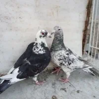 کفتر پلاکی و بهبونی بازی کن