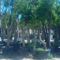 درخت نهال گل باغبان درخت بن بالا پایان کار شهرداری|خدمات باغبانی و درختکاری|تهران, دارآباد|دیوار