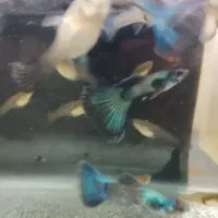 گوپی بلو مسکو