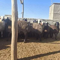 بره نر|حیوانات مزرعه|شراء, |دیوار