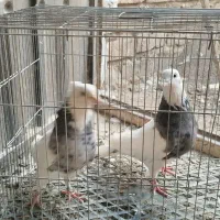 طوقی کرمانشاهی