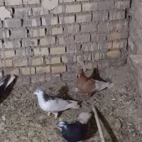 سوسنگردروستای مرعی|پرنده|سوسنگرد, |دیوار