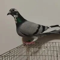 کبوتر پلاکی ماده