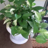 تعدادی گل به فروش میرسد|گل و گیاه طبیعی|محمدیه-قزوین, |دیوار