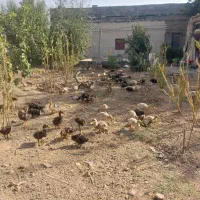 فروش اردک محلی|حیوانات مزرعه|ری, فیروزآباد|دیوار