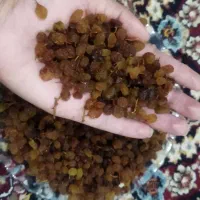 کشمش افتابی|خوردنی و آشامیدنی|بومهن, |دیوار