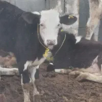 کوساله سیمینتال