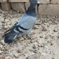 جوانه نرسبز|حیوانات|نیمروز, |دیوار