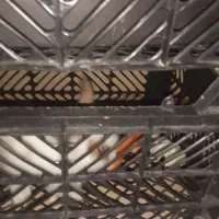 خرگوش رایگان