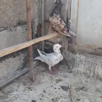 کبوتر پلاکی سرور سار و کبوتر پرشی جوجه مغلوف|پرنده|قم, ولیعصر|دیوار