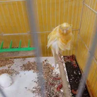 قناری|پرنده|مشهد, نظام دوست|دیوار