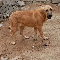 توله پژدره ماده