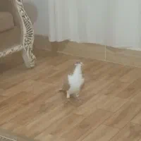 ساده زرد نر|پرنده|طرقبه, |دیوار