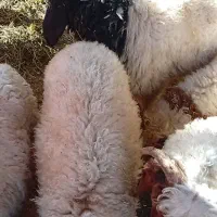 بره نر دام داری