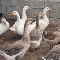 غاز