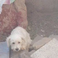 سگ پاکوتا نر سفید|سگ|نرماشیر, |دیوار