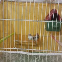 جفت فنچ به شرط