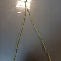 تسبیح شاه مقصود اصل و شخص