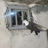کفتر گرفتنی الوند|پرنده|الوند, |دیوار