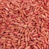 بذر گندم سرداری بوجاری شده