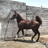 اسب دره شوری نوه شاهزاده سین|اسب و تجهیزات اسب‌سواری|اردبیل, |دیوار