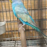 مرغ عشق رینبو|پرنده|فولادشهر, B8|دیوار