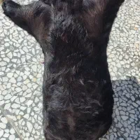 هیزه|صنایع دستی و سایر لوازم تزئینی|الشتر, |دیوار