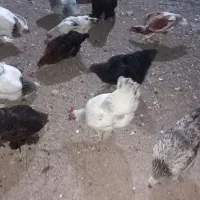 مرغ تخم گذار جوان