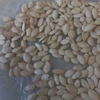 خرید وفروش تخم کدو گوشتی|خوردنی و آشامیدنی|تهران, جلیلی|دیوار