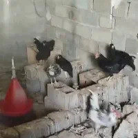 سی تا مرغ و خروس سلطان و گلی